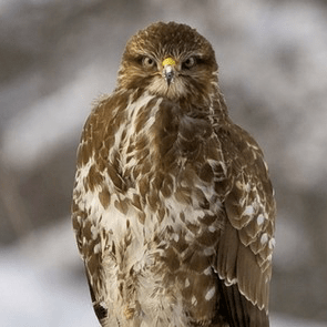 Update From The Reserve – December 2017