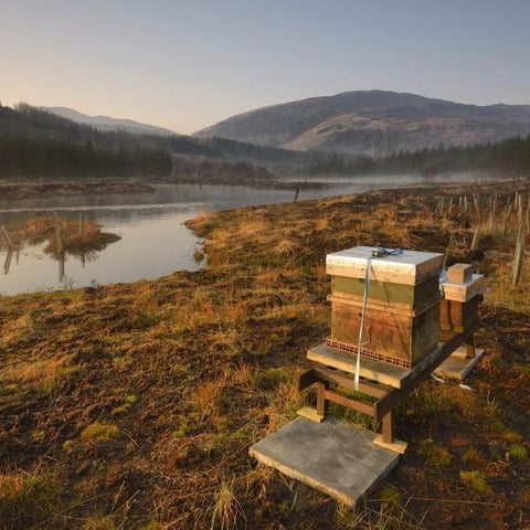 Image of Glencoe Wood Nature Reserve Beeyard 