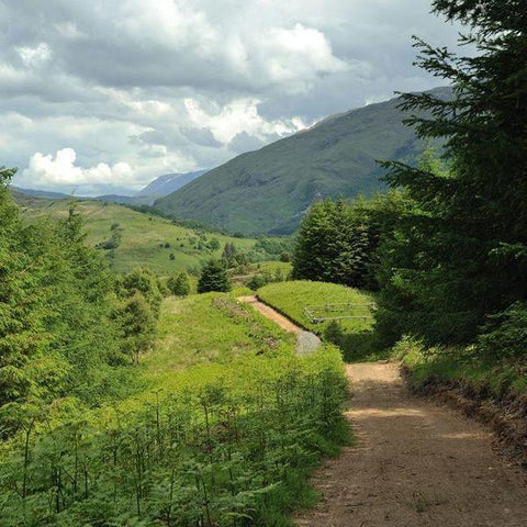 Image of Glencoe Wood Nature Reserve Footpath