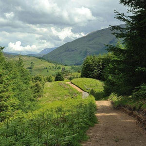 Glencoe Wood Nature Reserve Footpath